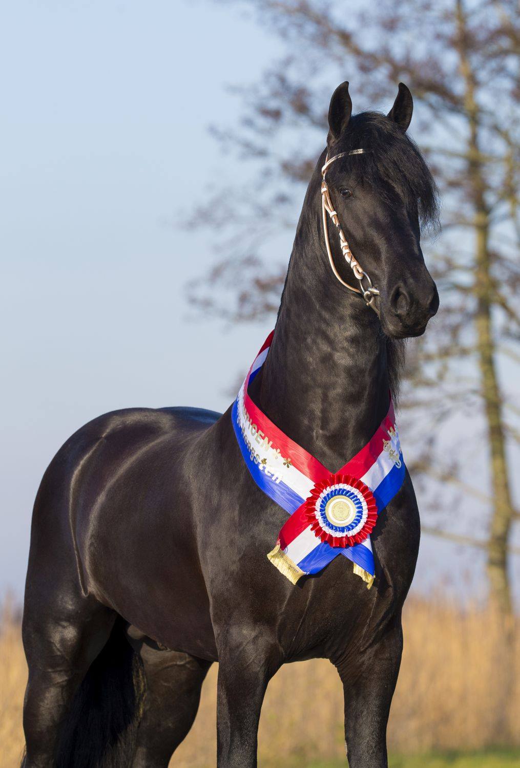 The KFPS Royal Friesian Horse1